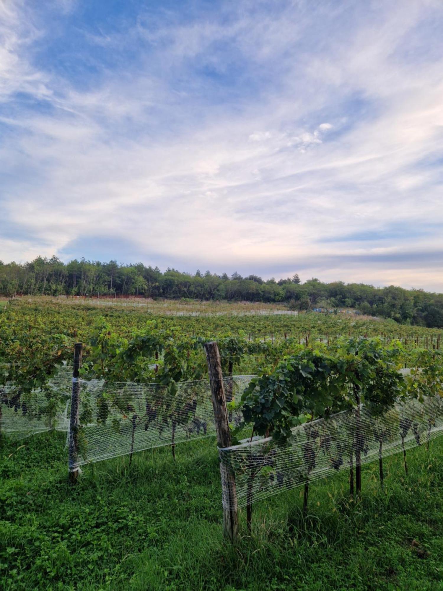 Bajta Fattoria Carsica Villa Baita Exteriör bild